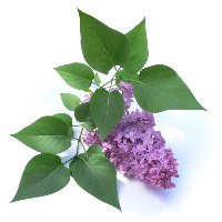 lilac2bymaxray06522671_29784865-cropped